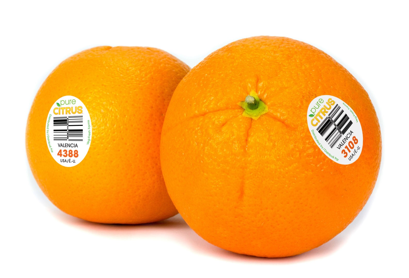 What Are Valencia Oranges?